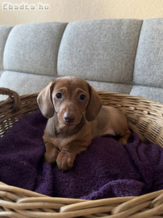 Tacskó kölykök költöznének