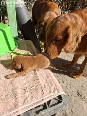 Fajtiszta ír szetter kiskutyák, 2 fiú, 4 kislány