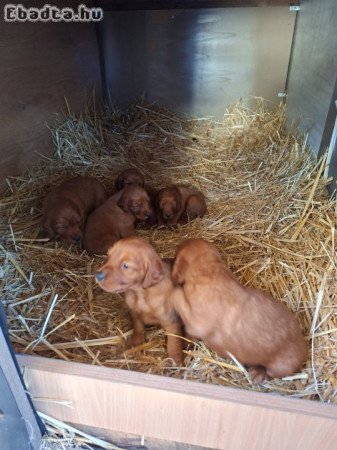 Fajtiszta ír szetter kiskutyák, 2 fiú, 4 kislány