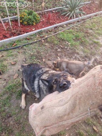 Német juhászkutyák