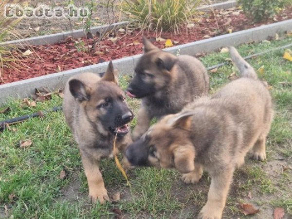 Német juhászkutyák