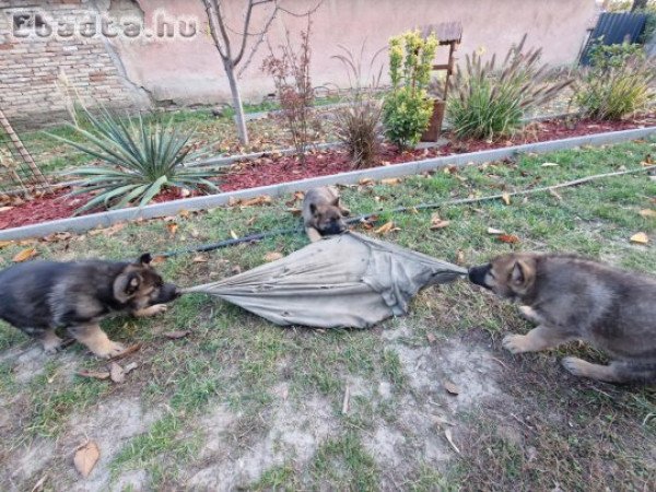 Német juhászkutyák