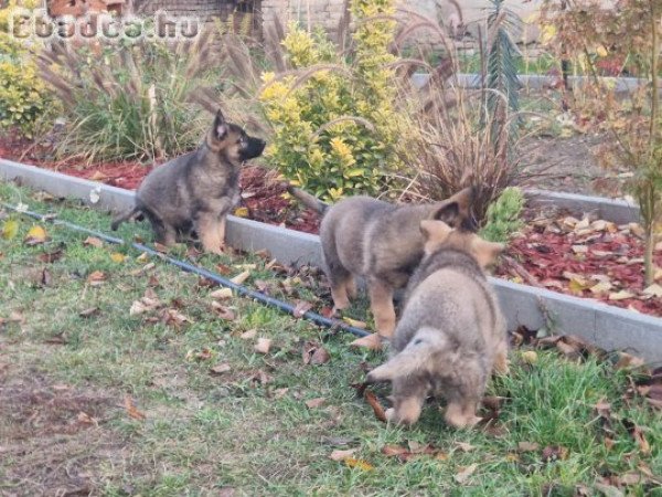 Német juhászkutyák