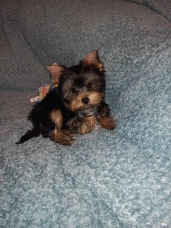 Yorkshire terrier