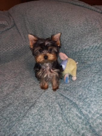 Yorkshire terrier