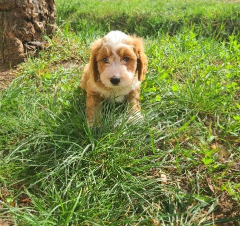 Cockapoo spániel uszkár cavapoo pudel poodle kokapoo kavapoo