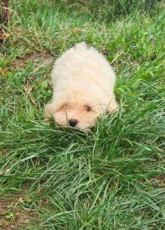 Maltipoo máltai selyem uszkár pudel poodle maltese máltipoo