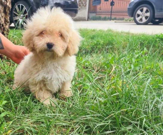 Maltipoo máltai selyem uszkár pudel poodle maltese máltipoo