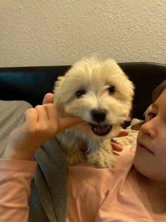 Maltipoo máltai selyem + törpe uszkár