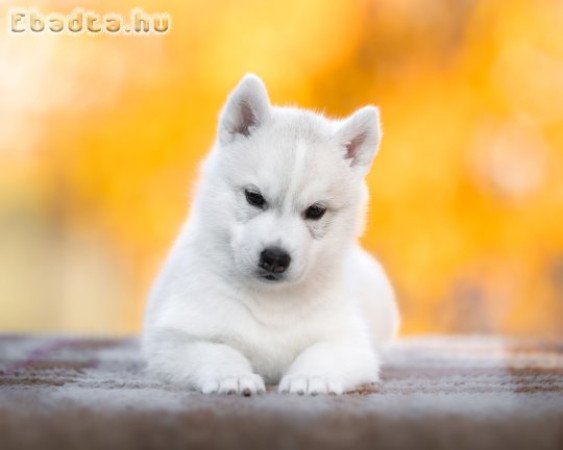 Exkluzív törzskönyves szibériai husky szuka
