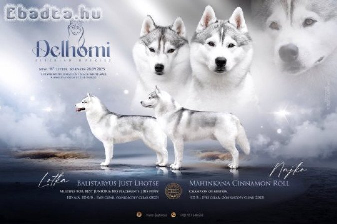 Exkluzív törzskönyves szibériai husky szuka