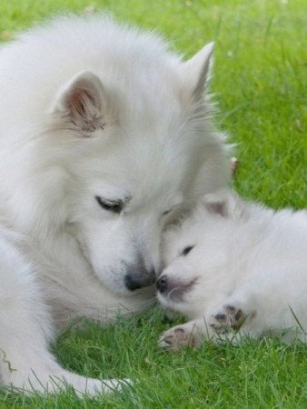 Német spicc kisfiú