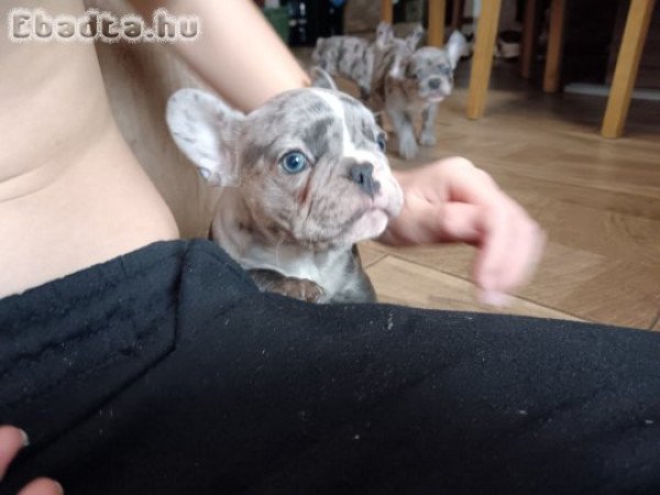 Francia Bulldog lányok