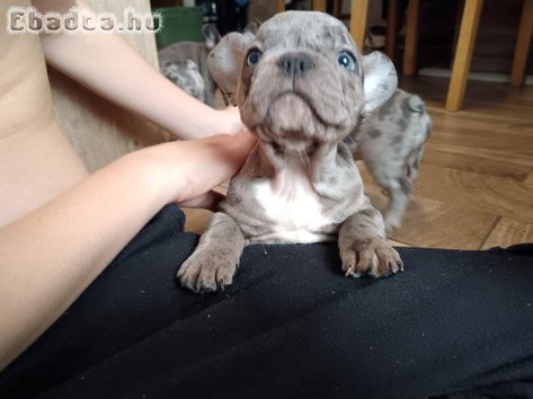 Francia Bulldog lányok