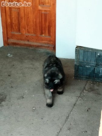 Sarplaninac babyk keresnek szerető gazdit.