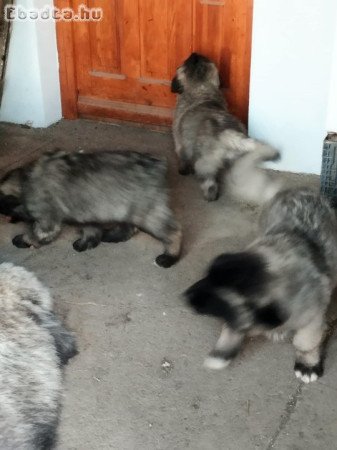 Sarplaninac babyk keresnek szerető gazdit.