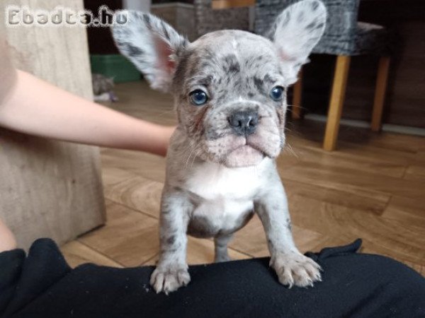 Francia Bulldog kiskutyák