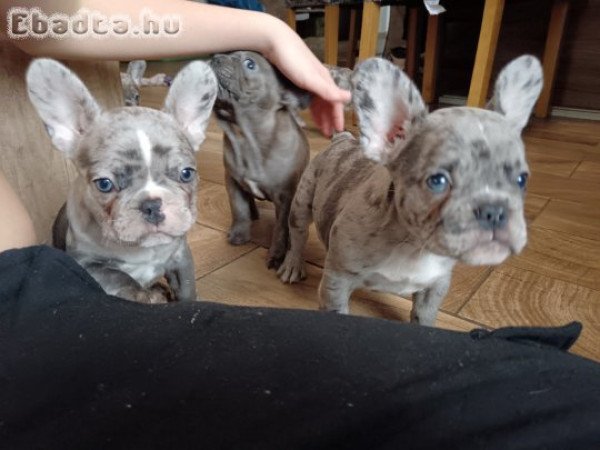 Francia Bulldog kiskutyák