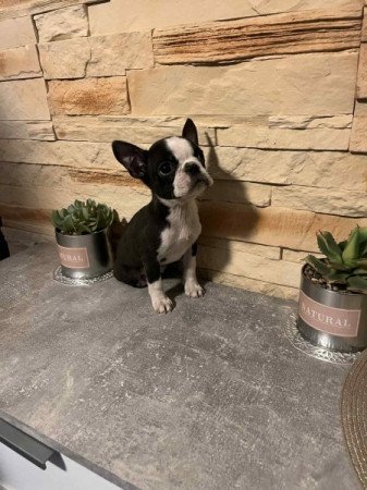 Boston terrier
