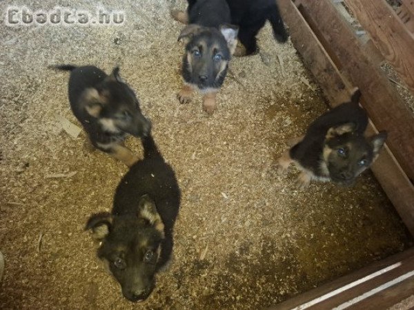 Németjuhász kiskutyák