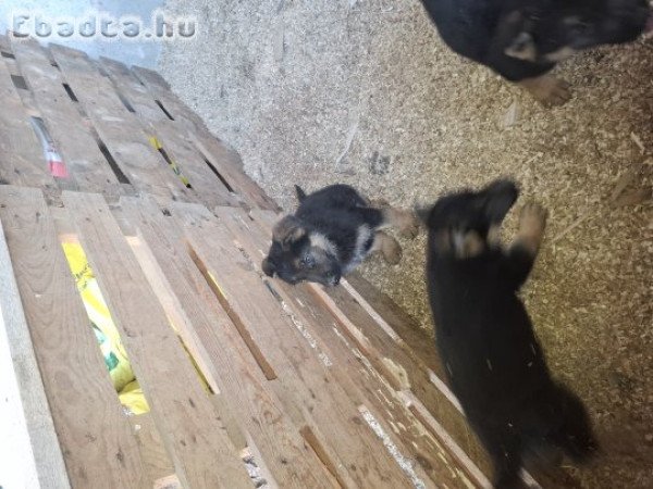 Németjuhász kiskutyák