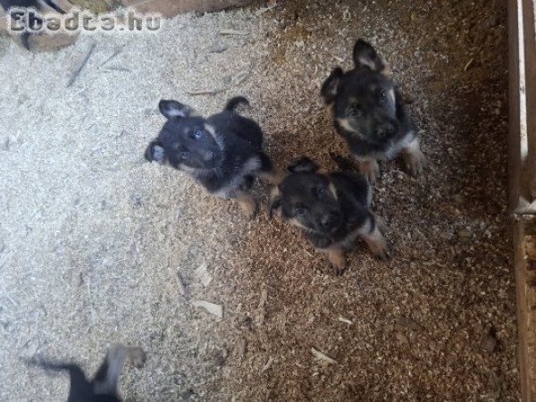 Németjuhász kiskutyák