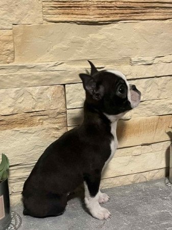 Boston terrier