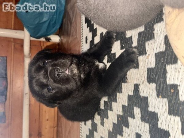 Cane Corso kiskutya – 6 hetes, fekete kislány