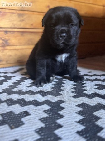 Cane Corso kiskutya – 6 hetes, fekete kislány