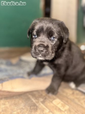 Cane Corso kiskutya – 6 hetes, fekete kislány