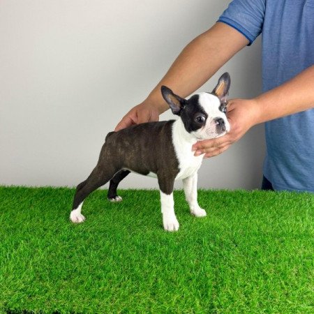 Boston terrier