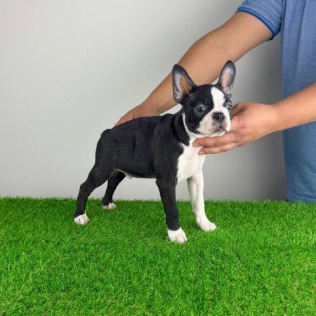 Boston terrier