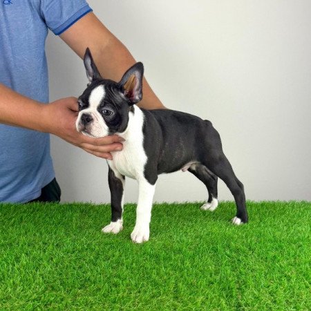 Boston terrier