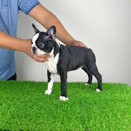 Boston terrier