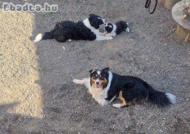 Border Collie kiskutya