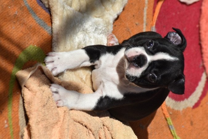 Boston Terrier