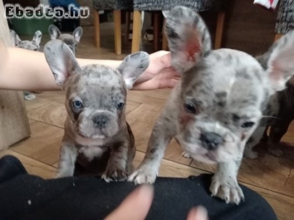 Francia Bulldog fajtatiszta kiskutyák