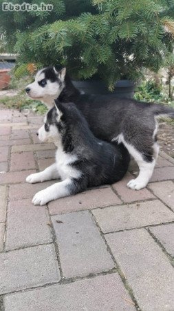 Fajtiszta,kék szemű szibériai husky lány kiskutyák