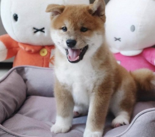 Shiba Inu
