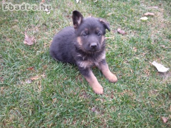 Német juhász kölyökkutya eladó