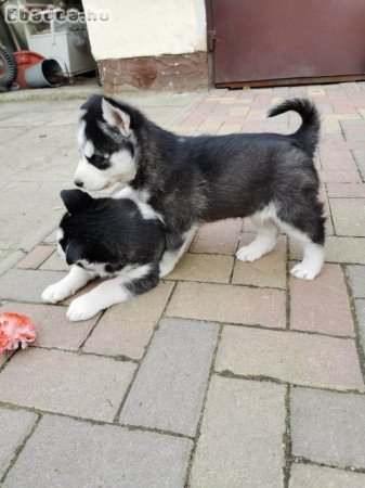 Fajtiszta,kék szemű szibériai husky lány kiskutyák