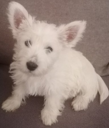 West highland white terrier