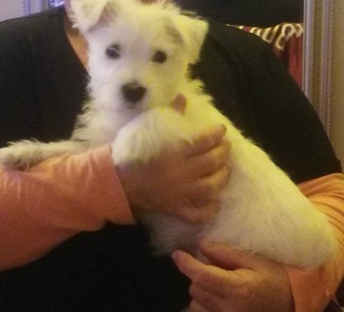 West highland white terrier