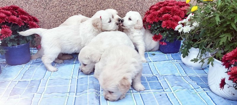 Golden retriever jellegű