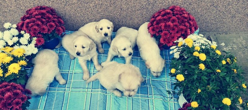 Golden retriever jellegű