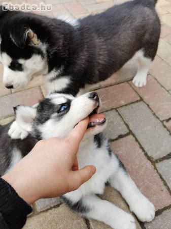 Fajtiszta,kék szemű szibériai husky lány kiskutyák