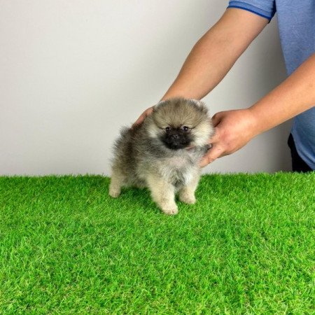 Pomerániai törpespitz