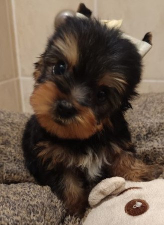 Yorkshire terrier