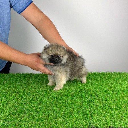 Pomerániai törpespitz