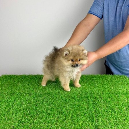 Pomerániai törpespitz